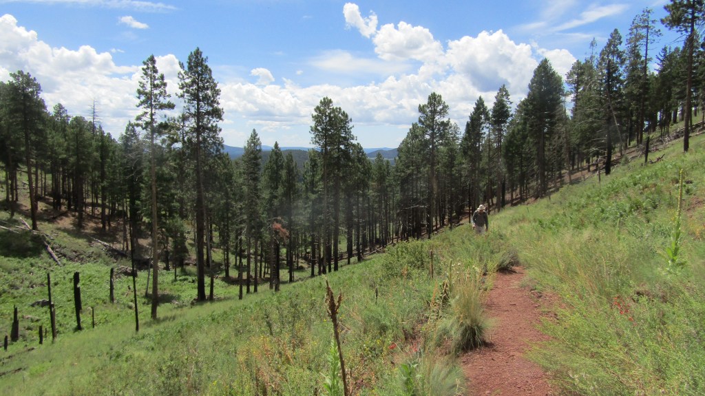 A scenic view of a hiking trail through a green forest with tall pine trees and clouds in a blue sky.