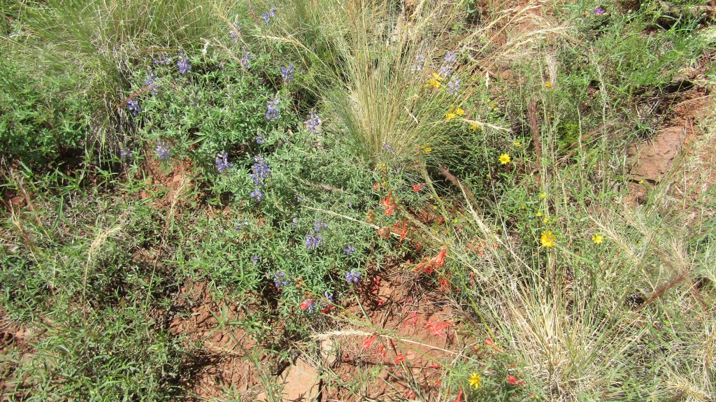 A vibrant display of wildflowers including bluebonnets and orange blossoms amidst green grass and earth.